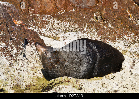 Guadalupe pelliccia sigillo (Arctocephalus townsendi), Isla San Pedro Martir, Golfo di California (Mare di Cortez), Baja California, Messico Foto Stock