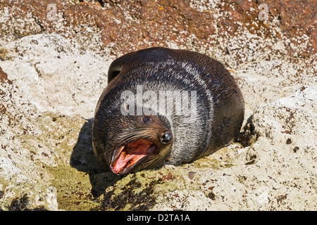 Guadalupe pelliccia sigillo (Arctocephalus townsendi), Isla San Pedro Martir, Golfo di California (Mare di Cortez), Baja California, Messico Foto Stock