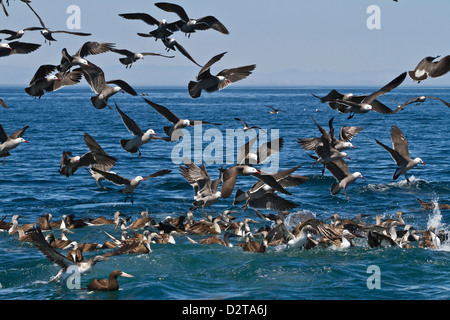 A lungo becco delfini comuni alimentazione, Golfo di California (Mare di Cortez), Baja California, Messico Foto Stock