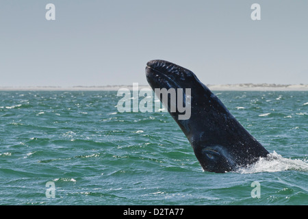 California balena grigia (Eschrichtius robustus) sfondamento di vitello, San Ignacio Laguna, Baja California Sur, Messico, America del Nord Foto Stock