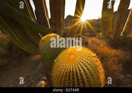 Il gigante endemica barrel cactus, Isla Santa Catalina, Golfo di California (Mare di Cortez), Baja California Sur, Messico Foto Stock