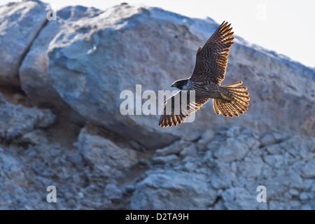Adulto falco pellegrino (Falco peregrinus), Isla Rasa, Golfo di California (Mare di Cortez), Baja California, Messico, America del Nord Foto Stock