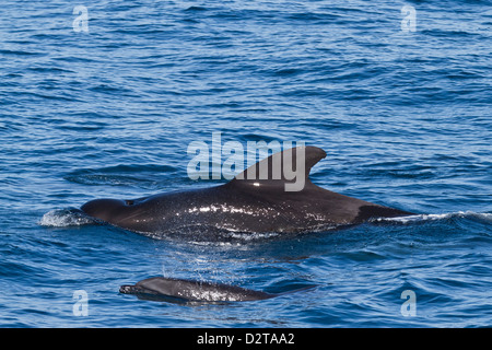 Corto-pilota alettato avvistamento di balene e delfini tursiopi, Isla San Pedro Martir, Golfo di California, Baja California Norte, Messico Foto Stock