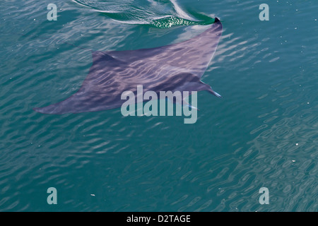 Adulto spinetail mobula saltando, Isola di Espiritu Santo, Golfo di California (Mare di Cortez), Baja California Sur, Messico Foto Stock