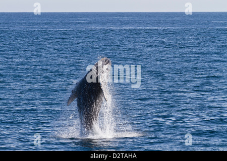Humpback Whale (Megaptera novaeangliae) violazione di vitello, Golfo di California (Mare di Cortez), Baja California Sur, Messico Foto Stock