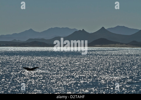 Humpback Whale (Megaptera novaeangliae) passera nera Golfo di California (Mare di Cortez), Baja California Sur, Messico, America del Nord Foto Stock