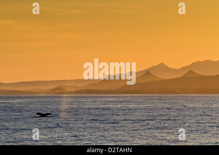 Humpback Whale (Megaptera novaeangliae) passera nera Golfo di California (Mare di Cortez), Baja California Sur, Messico, America del Nord Foto Stock