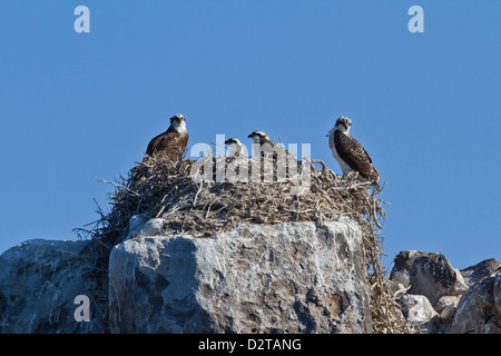 Adulto falco pescatore (Pandion haliaetus) con tre pulcini, Golfo di California (Mare di Cortez) Baja California Sur, Messico Foto Stock