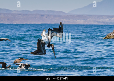 I capretti pellicano marrone (Pelecanus occidentalis) tuffo diving, Golfo di California (Mare di Cortez), Baja California, Messico Foto Stock