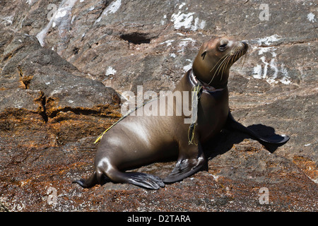 California sea lion pup aggrovigliato in net, Los Islotes, Baja California Sur, Golfo di California (Mare di Cortez), Messico Foto Stock