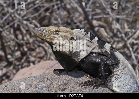 San Esteban spinoso-tailed iguana, Isla San Esteban, Golfo di California (Mare di Cortez), Baja California, Messico Foto Stock