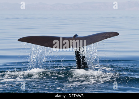 Sperma balena passera nera fino dive, Isla San Pedro Martir, Golfo di California (Mare di Cortez), Baja California Norte, Messico Foto Stock