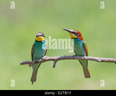 Una coppia di unione gruccioni (Merops apiaster) appollaiato su un ramo, soft-focus fogliame verde sullo sfondo Foto Stock