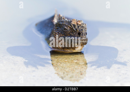 Galapagos iguane marine (Amblyrhynchus cristatus), Las Bachas, Isola di Santa Cruz, Isole Galapagos, Ecuador, Sud America Foto Stock