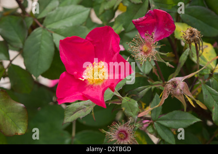 Rose di Piccardia Foto Stock