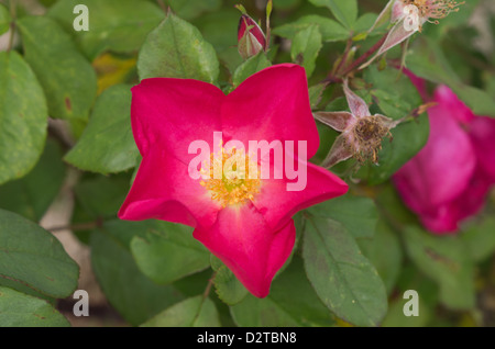 Rose di Piccardia Foto Stock