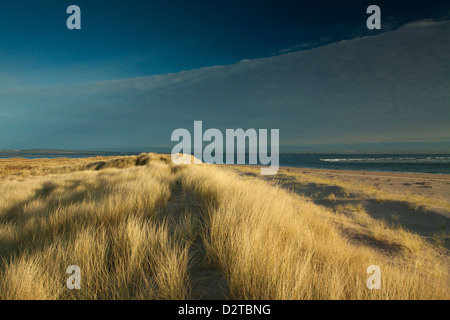 Le dune di sabbia a Abertay Sands, Tentsmuir Riserva Naturale, Fife Foto Stock