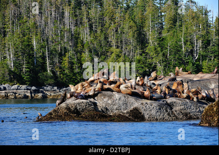 I leoni di mare in grande orso nella foresta pluviale, British Columbia, Canada, America del Nord Foto Stock