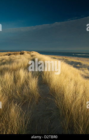 Le dune di sabbia a Abertay Sands, Tentsmuir Riserva Naturale, Fife Foto Stock