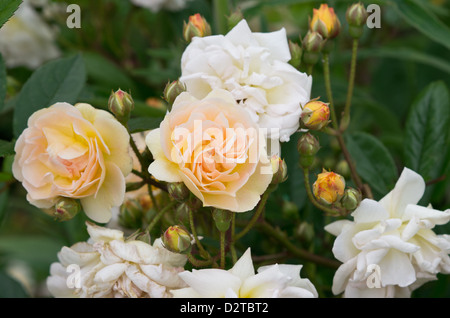 Rose Ghislaine de Feligonde Foto Stock