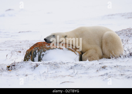 Orso polare in appoggio, Churchill, la Baia di Hudson, Manitoba, Canada, America del Nord Foto Stock