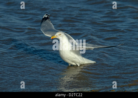 Unico Herring Gull Larus argentatus in piedi in acqua sbattimenti ali Foto Stock