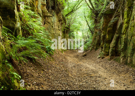 Un antico holloway (Hell Lane) interrompe un percorso di profonda tra i villaggi di Symondsbury e Nord Chideock in West Dorset, Inghilterra Foto Stock