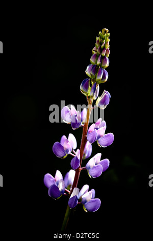 Grandi lasciato, lupino Lupinus polyphyllus, in un giardino a Krapfoss in Moss kommune, Østfold fylke, Norvegia. Foto Stock