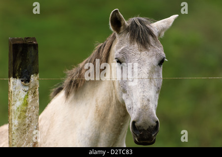White Horse dietro il recinto elettrico Foto Stock