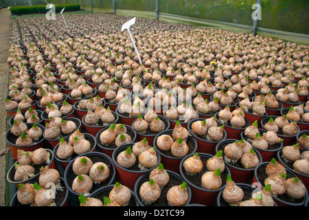 Vasi di Bulbi di giacinto in vivaio alla fine di gennaio Foto Stock