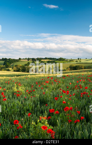 La vibrante papaveri rossi crescente tra un raccolto di grano di maturazione e rotolamento Northamptonshire campagna, immersi nella luce della sera, Inghilterra Foto Stock