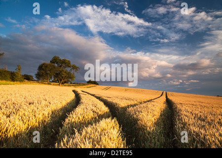 Le tracce della ruota di taglio attraverso un campo di maturazione golden frumento in serata calda luce su un versante della valle vicino a Brixworth, Northamptonshire, Inghilterra Foto Stock