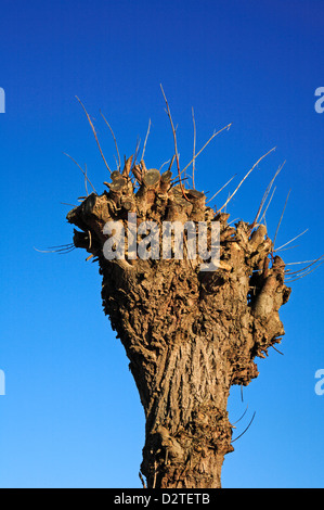 Un esempio di recedono tronco di un salice pollarded da una diga su Norfolk Broads. Foto Stock