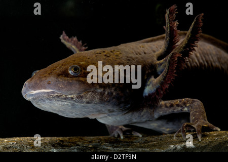 Axolotl ('acqua monster') o salamandra messicana (Ambystoma mexicanum), neotenic salamander, specie gravemente minacciate, captive Foto Stock