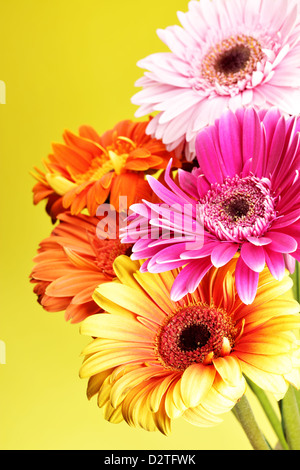 Fiori a margherita close up su sfondo giallo Foto Stock