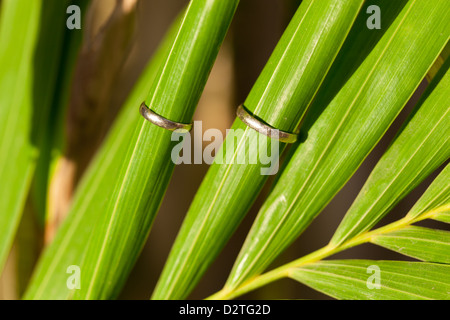 Gli anelli di nozze sulla tropicale di foglie di palma Foto Stock