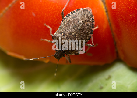 Halys Halyomorpha, il marrone marmorated stink bug, stink bug su un pomodoro Foto Stock