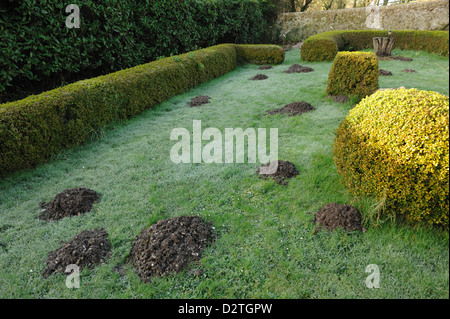 Molehills fresca in un giardino prato in un inverno umido Foto Stock