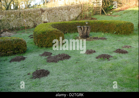 Molehills fresca in un giardino prato in un inverno umido Foto Stock