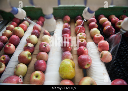 Mele, succo di mela e sidro premere in corrispondenza di un disco sidro distillery Foto Stock