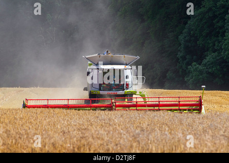 Agricoltore nella mietitrebbia la raccolta di cereali su cornfield / campo di grano dei terreni agricoli in estate Foto Stock