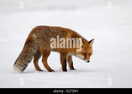 Red Fox (Vulpes vulpes) protetto da una spessa cappotto invernale contro il freddo a caccia nella neve in inverno Foto Stock