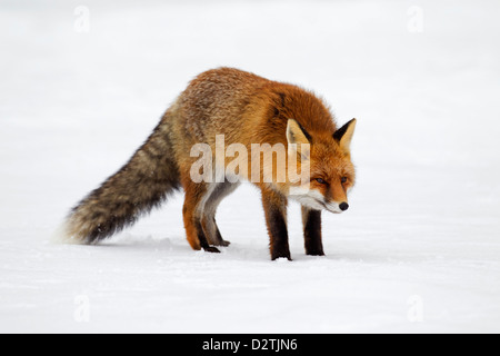 Red Fox (Vulpes vulpes) protetto da una spessa cappotto invernale contro il freddo a caccia nella neve in inverno Foto Stock