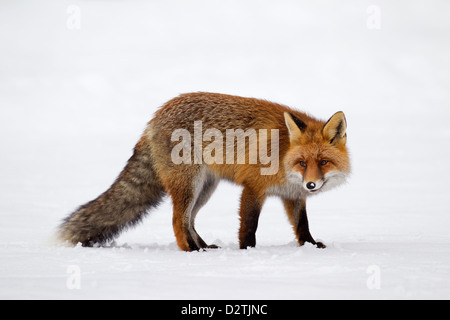 Red Fox (Vulpes vulpes) protetto da una spessa cappotto invernale contro il freddo a caccia nella neve in inverno Foto Stock