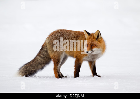 Red Fox (Vulpes vulpes) protetto da una spessa cappotto invernale contro il freddo a caccia nella neve in inverno Foto Stock