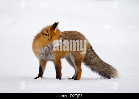 Red Fox (Vulpes vulpes) protetto da una spessa cappotto invernale contro il freddo a caccia nella neve in inverno Foto Stock