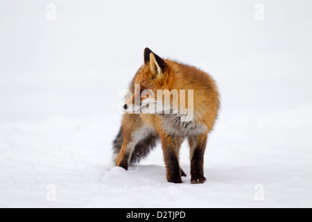 Red Fox (Vulpes vulpes) protetto da una spessa cappotto invernale contro il freddo a caccia nella neve in inverno Foto Stock