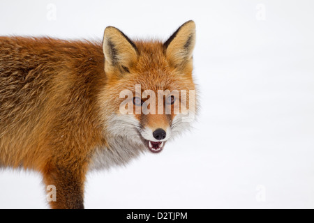 Close up Red Fox (Vulpes vulpes) protetto da una spessa cappotto invernale contro il freddo a caccia nella neve in inverno Foto Stock