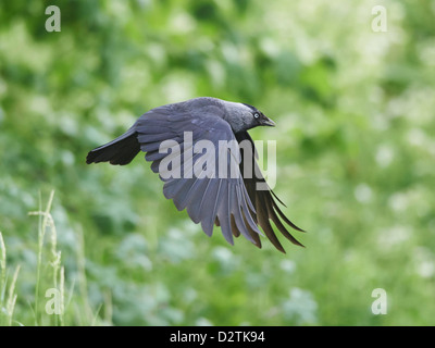 La cornacchia in volo Foto Stock