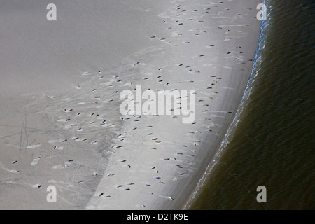 Vista aerea di guarnizioni comune / Harbour guarnizione (Phoca vitulina) a colonia di foche in appoggio sul sandbank nel mare di Wadden, Germania Foto Stock